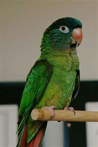 African Grey Eating